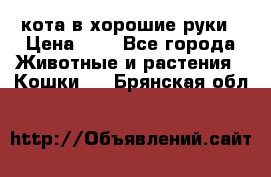 кота в хорошие руки › Цена ­ 0 - Все города Животные и растения » Кошки   . Брянская обл.